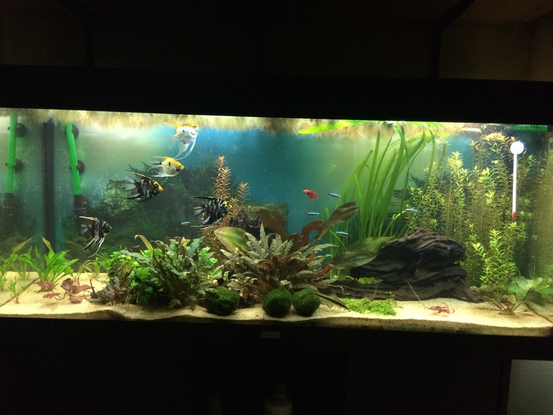 459446aquaria17_0_84_image2_1.jpg
