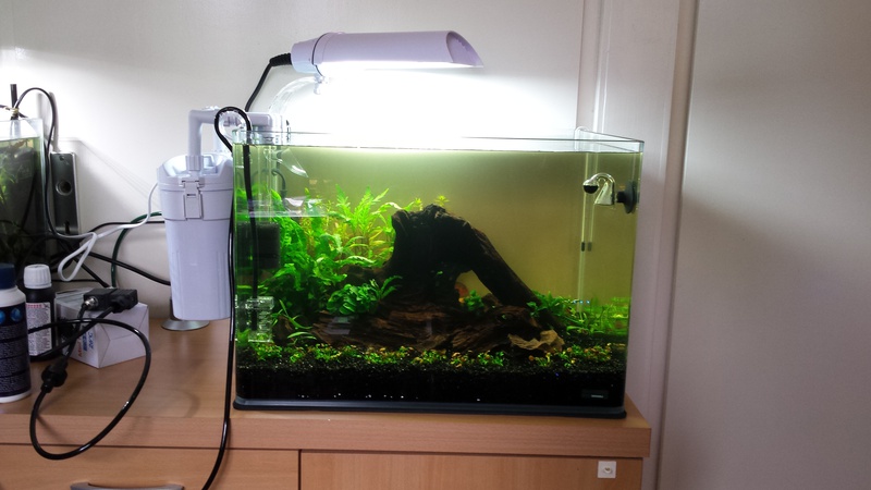 461812catcorp_0_85_aquarium_nieu.jpg
