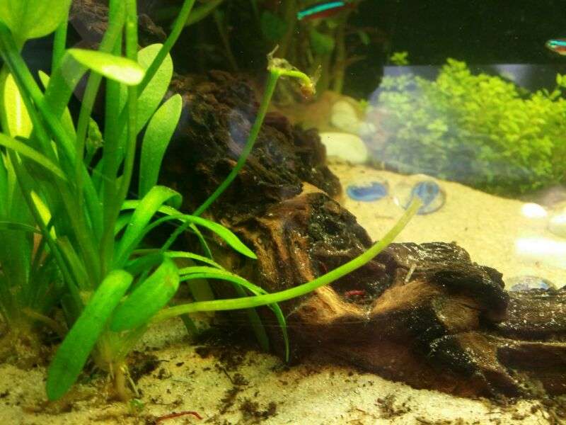 462167_0_82_160_liter_aquarium_hout.jpg
