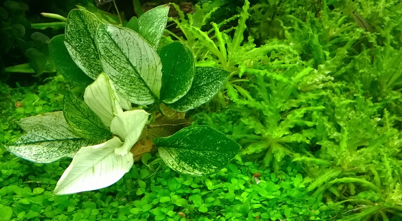 464854backplay_0_84_anubias_white__02.jpg