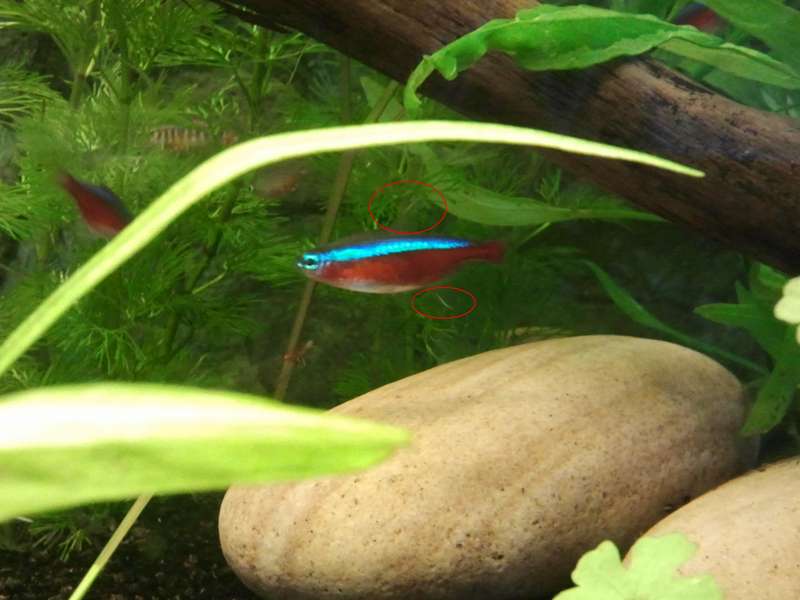 472691_0_82_tetra.jpg