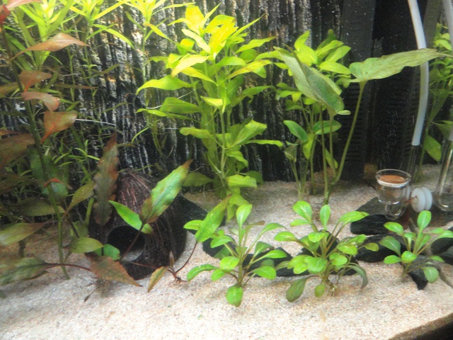 472771martinc_0_85_aquariu.jpg