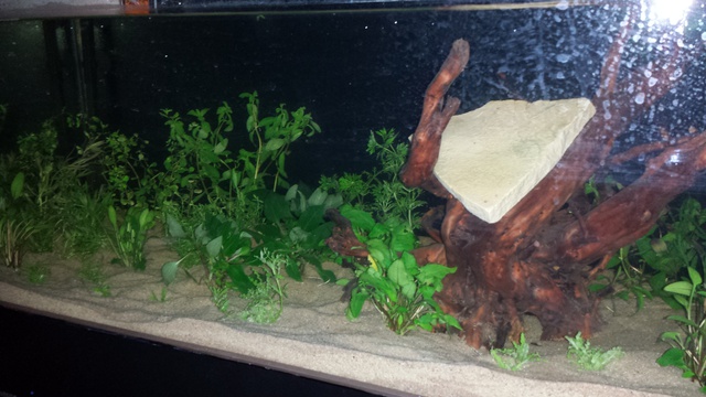 473195susan84_0_85_aquarium_1.jpg