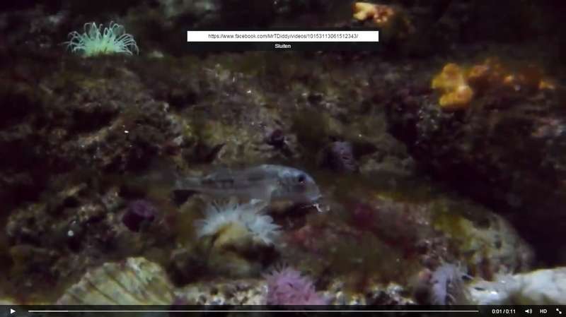474159_0_82_unknown_species_af.jpg