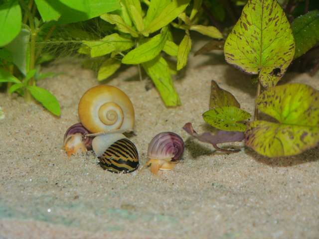 479896_0_82_tropisch_aquarium_okt_13_007.jpg