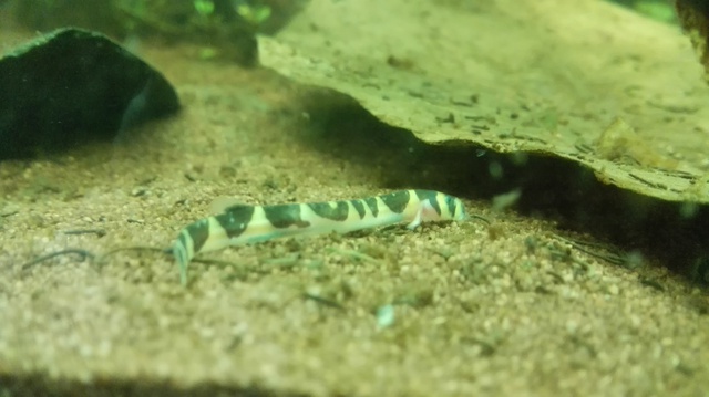 481176rrj_0_85_camer.jpg