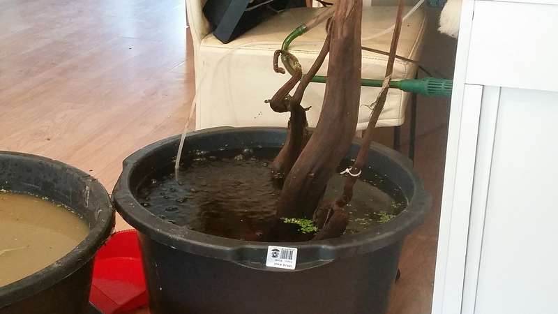 481764liesseling_0_82_20150610_111137.jpg