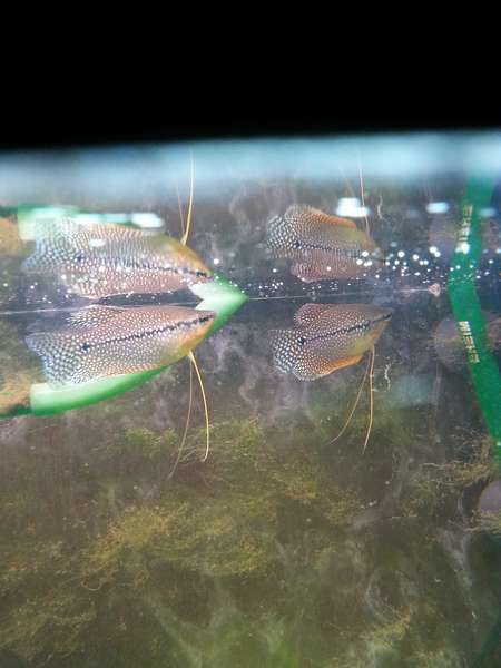 486666_0_82_gouramis.jpg