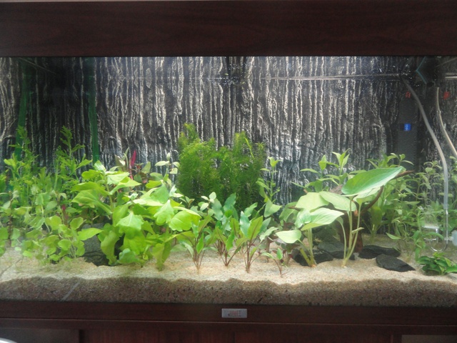 495926martinc_0_85_aquariu.jpg