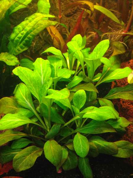 498381mhuibers_0_82_plant_aquarium6.jpg