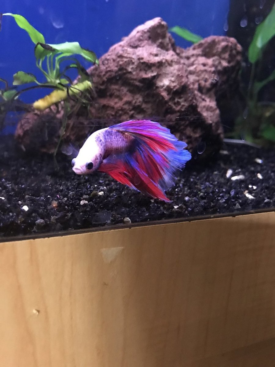 512E8551-002E-4CBC-B9C9-AB0F340EACEC.jpeg