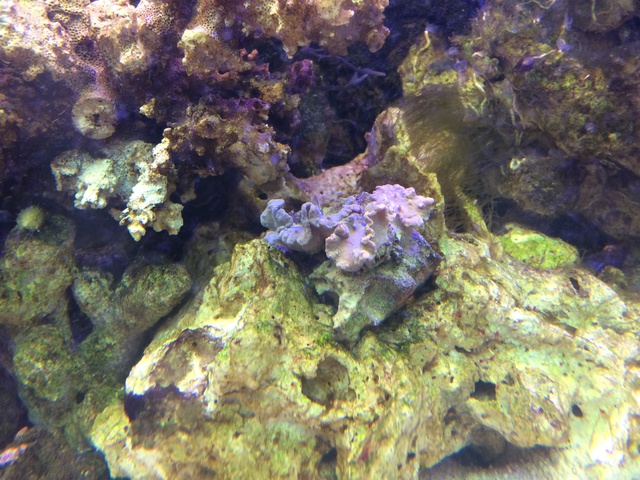 513793aquaria17_0_84_image2.jpg