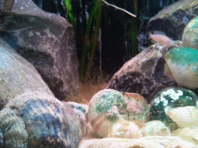 519335blub1234_0_82_afbeelding_006.jpg