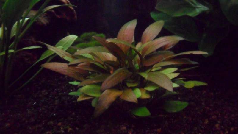 Which Cryptocoryne is this? | AquaForum