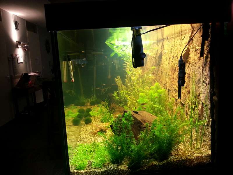 527943_0_82_aquarium_37.jpg