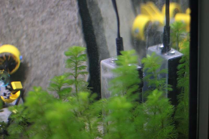 531935_0_82_carbo1.jpg