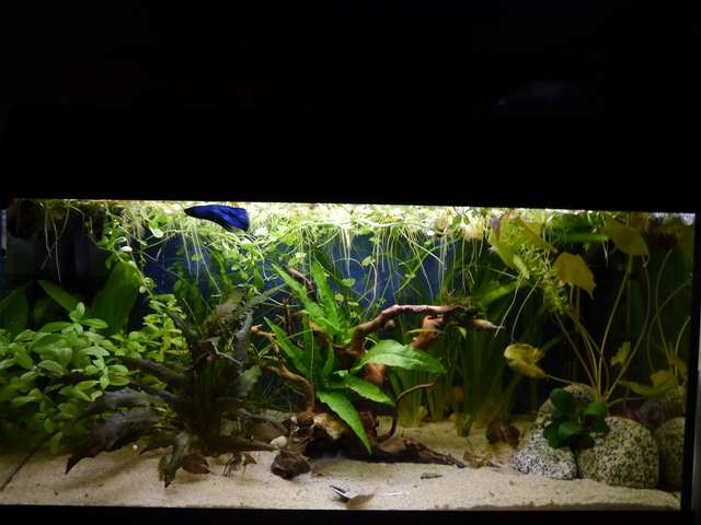 535358_0_82_aquariums_dec_13_048.jpg