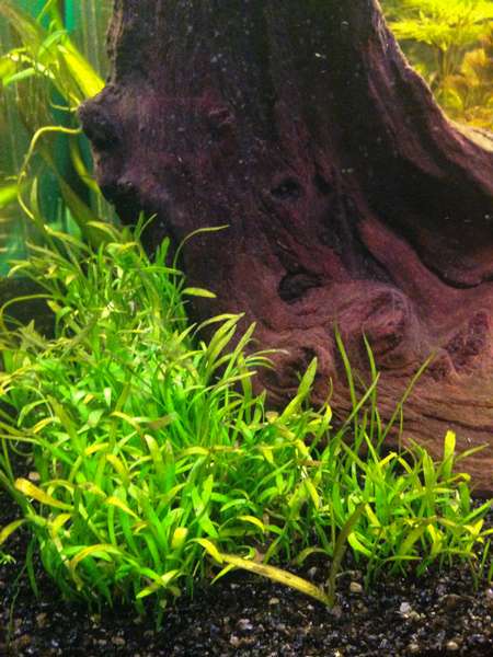541152mhuibers_0_82_plant_aquarium2.jpg