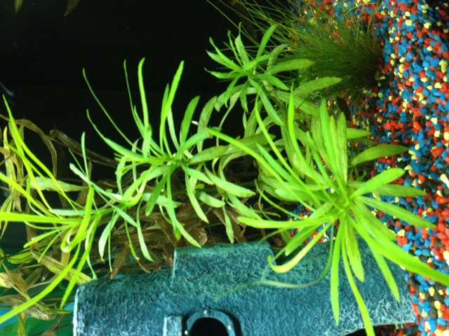 542216roger1980_0_82_plant_2_en_3.jpg