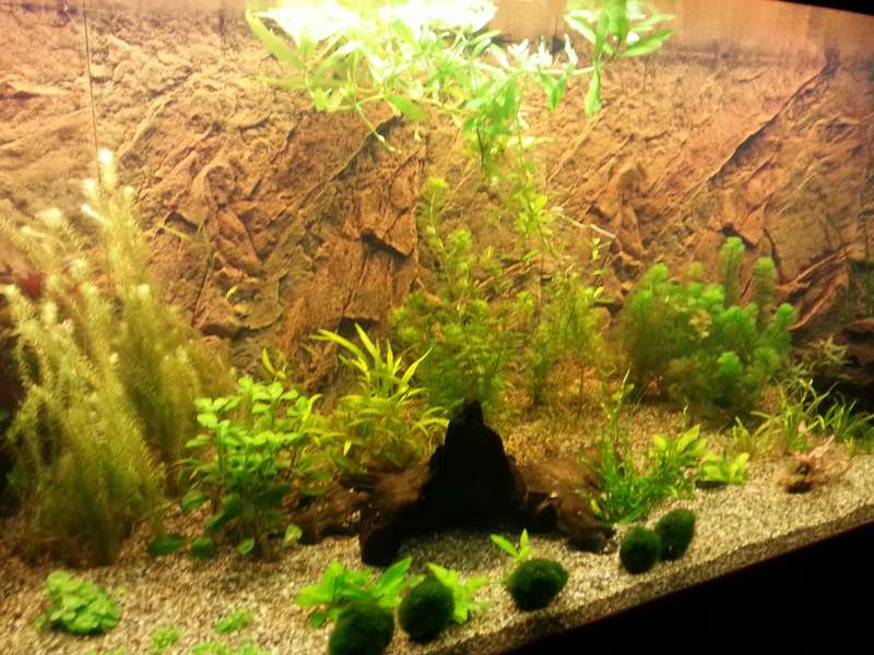 542397_0_82_aquarium_35.jpg