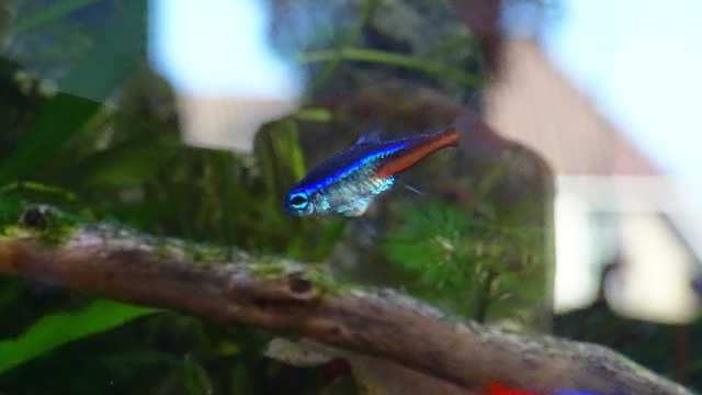 546444pene_0_84_neontetra.jpg