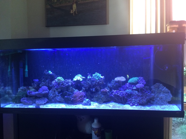 549568aquaria17_0_84_image1_3.jpg