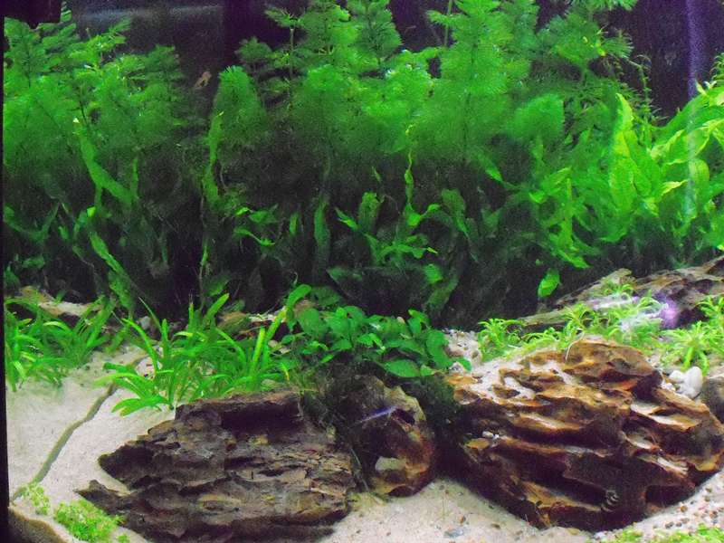551746deplantenman_0_82_foto_aquarium_002.jpg