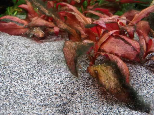 553645koekiewim_0_82_img_20160112_200648595.jpg