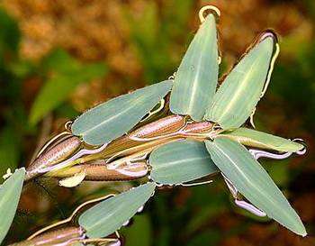 555324_0_82_liveplantsf1300299778.jpg