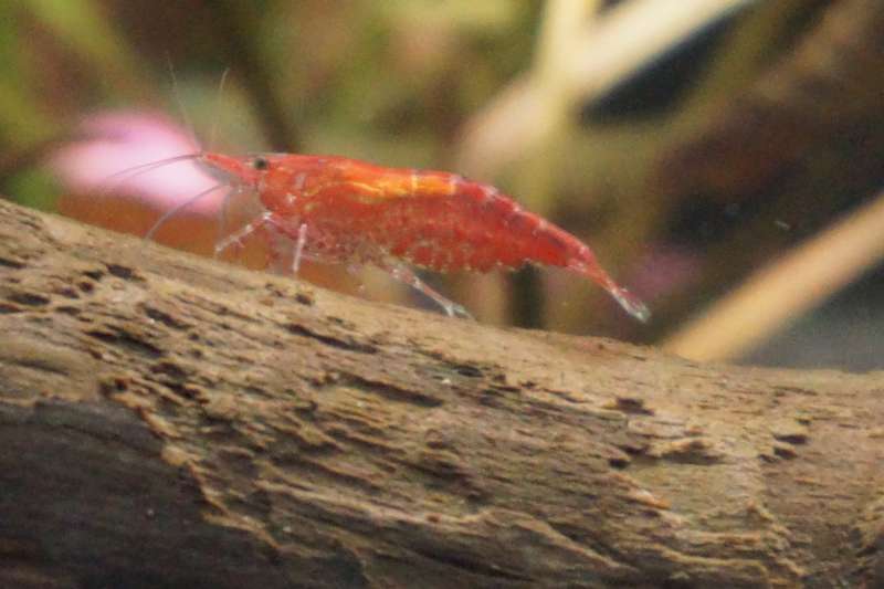 557131tonhageraats_0_82_dsc00373.jpg