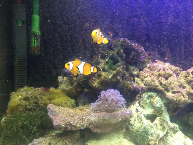 562133aquaria17_0_84_image6.jpg