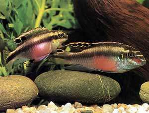 562616fctwente_0_82_399381_0_82_pelvicachromis_pulcher2.jpg