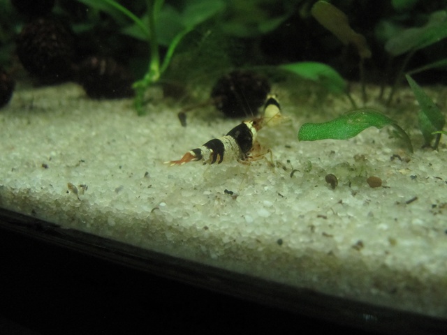 563198kimelderhorst_0_85_13.jpg