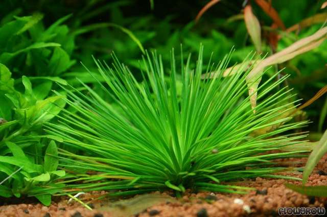 563398ieche_0_82_eriocauloncinereum4f7a01ae3d151.jpg