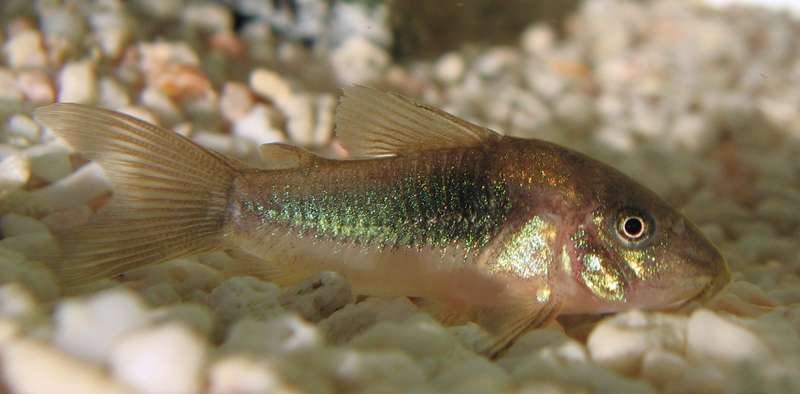 564696_0_82_corydoras_aeneus2.jpg