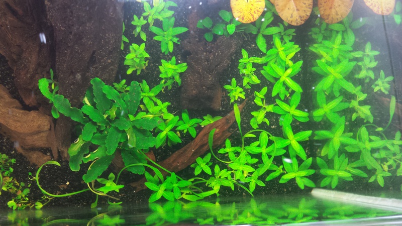 565592catcorp_0_85_aquarium_nieu.jpg