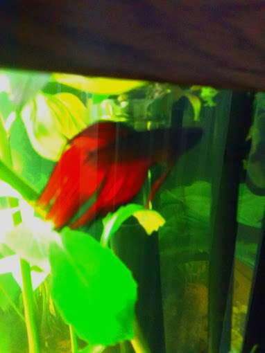569631_0_82_betta_man_2.jpg
