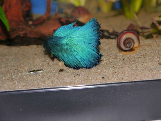 571114_0_82_aquariums_dec_13_056.jpg