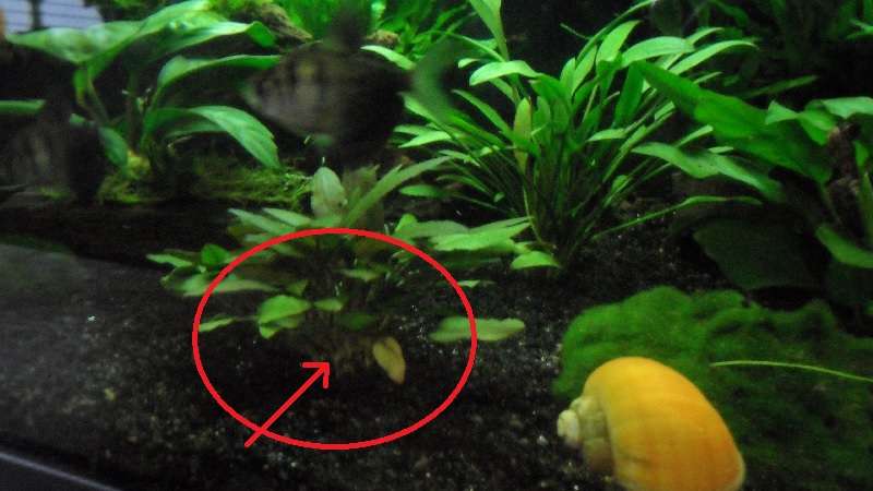 571381_0_82_plant_wortels_los_1.jpg