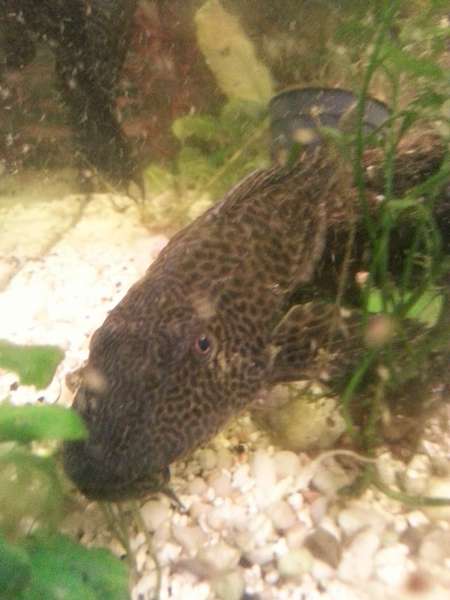 571764_0_82_pleco2.jpg