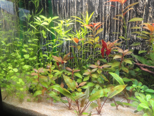579269martinc_0_85_aquariu.jpg