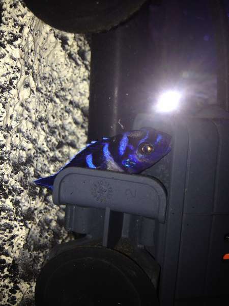 587748_0_82_dead_demasoni_06.jpg