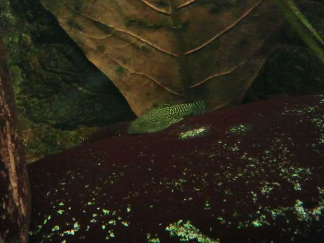 587767_0_82_sewelliajong.jpg