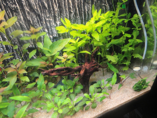 591757martinc_0_85_aquariu.jpg