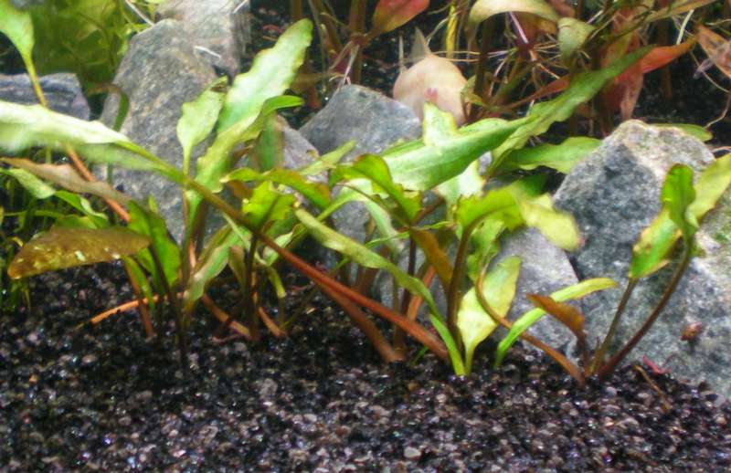 596355_0_82_p1010633cryptocoryne_beckettii.jpg