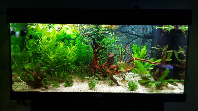 599266ricky697_0_85_aquariu.jpg