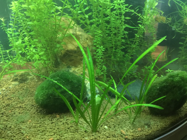 612422pirke64_0_85_aquariu.jpg