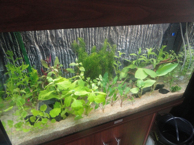 613674martinc_0_85_aquariu.jpg