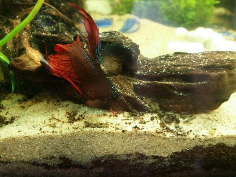 614281_0_82_betta_man_1.jpg