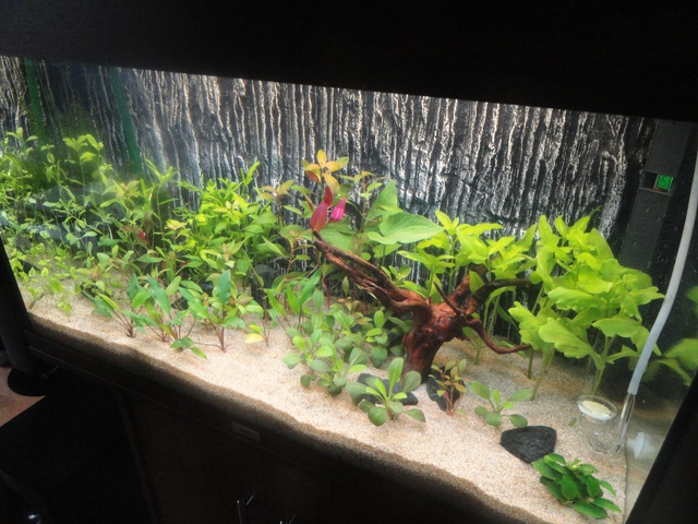 615151martinc_0_85_aquariu.jpg